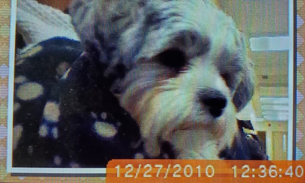 This is a picture of the family dog, Maggie, when she was still a puppy. She passed away (I think) nine months after the DS retrospective was uploaded. Needless to say, I cherish those photos even more now.